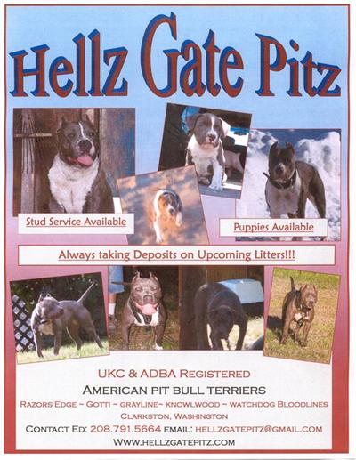 Purple Ribbon UKC and ADBA Registered BLUE Pit Bull Puppies
